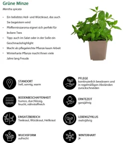 Dehner Garten- & Heilkräuter|Küchenkräuter - e Minze Grün