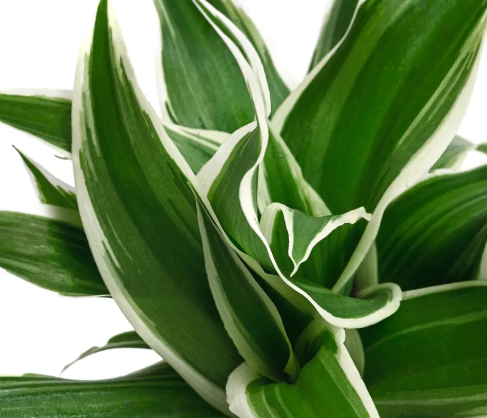 Dehner Grünpflanzen - lilie - Chlorophytum