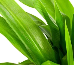 Dehner Grünpflanzen > lilie - Chlorophytum comosum
