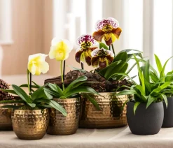 Dehner Grünpflanzen > lilie - Chlorophytum comosum