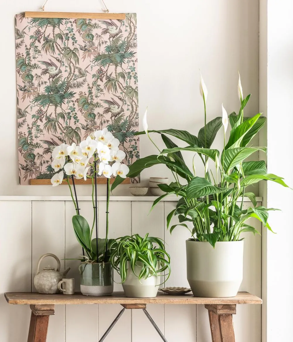 Dehner Grünpflanzen > Grünlilie - Chlorophytum comosum 'Bonnie'