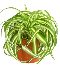 Dehner Grünpflanzen > Grünlilie - Chlorophytum comosum 'Bonnie'