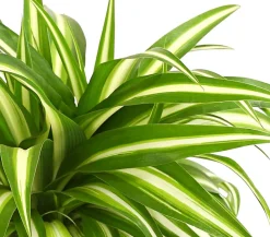 Dehner Grünpflanzen > lilie - Chlorophytum comosum
