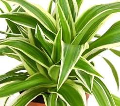 Dehner Grünpflanzen > lilie - Chlorophytum comosum 'Variegata'