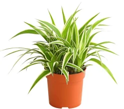 Dehner Grünpflanzen - Grünlilie - Chlorophytum comosum 'Ocean'