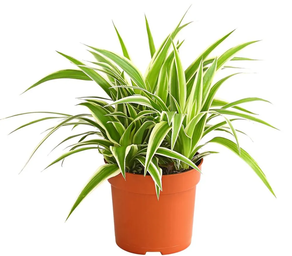 Dehner Grünpflanzen - Grünlilie - Chlorophytum comosum 'Ocean'