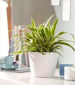 Dehner Grünpflanzen - Grünlilie - Chlorophytum comosum 'Ocean'