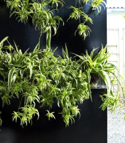 Dehner Grünpflanzen - Grünlilie - Chlorophytum comosum 'Ocean'