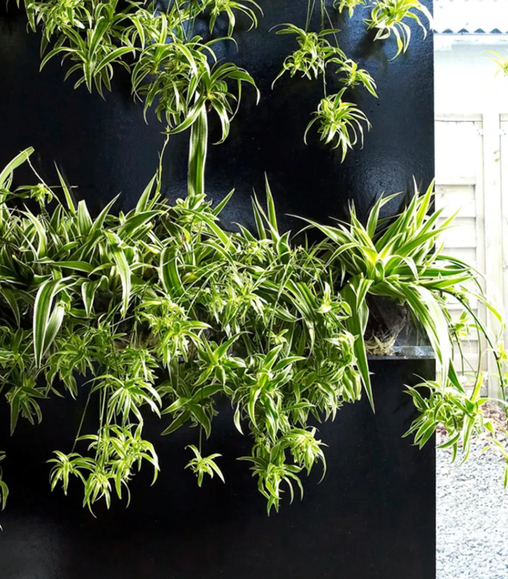 Dehner Grünpflanzen - Grünlilie - Chlorophytum comosum 'Ocean'