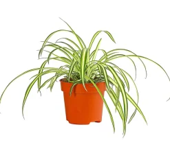 Dehner Grünpflanzen - lilie - Chlorophytum comosum 'Atlantic'