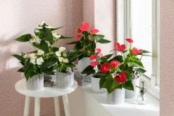 Dehner Einblatt & Flamingoblumen > Große Flamingoblume - Anthurium andreanum,