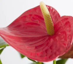 Dehner Einblatt & Flamingoblumen > Große Flamingoblume - Anthurium andreanum,