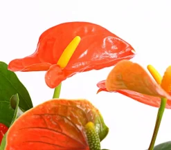 Dehner Einblatt & Flamingoblumen > Große Flamingoblume - Anthurium andreanum,