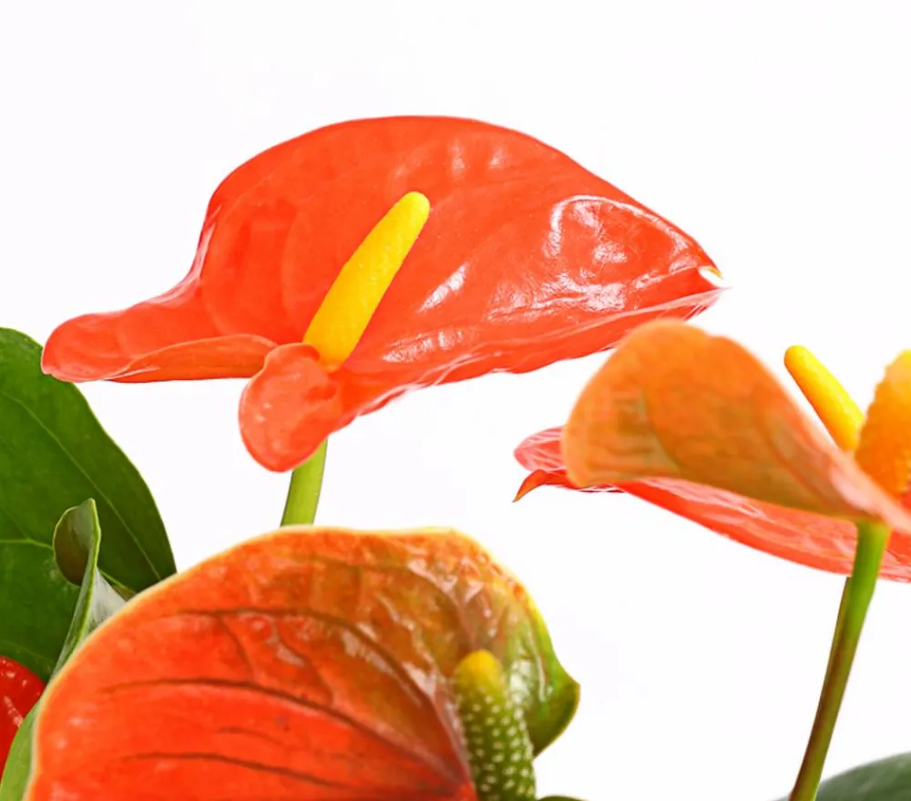 Dehner Einblatt & Flamingoblumen > Große Flamingoblume - Anthurium andreanum,