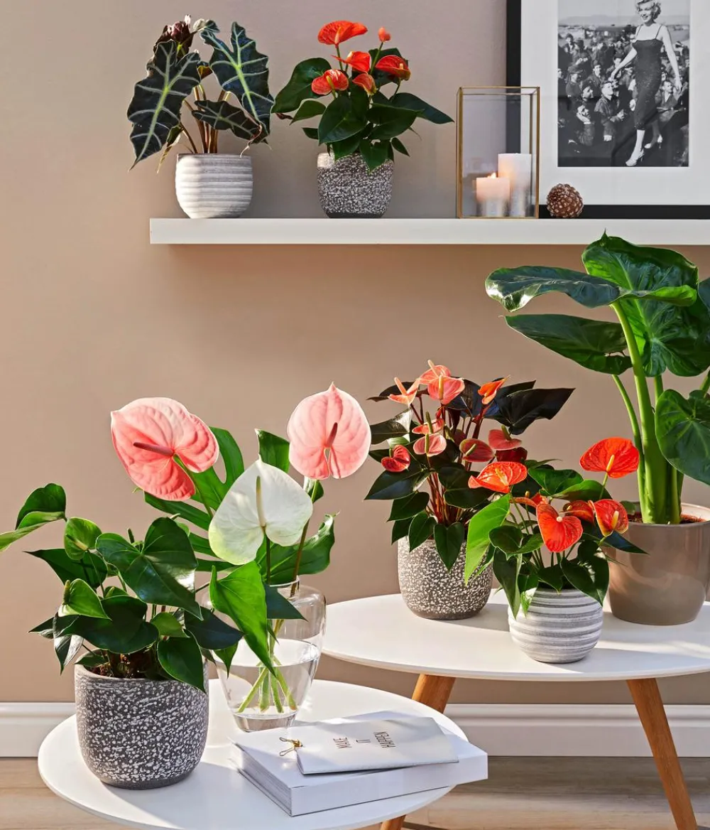 Dehner Einblatt & Flamingoblumen > Große Flamingoblume - Anthurium andreanum,