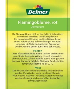 Dehner Große Flamingoblume - Anthurium andreanum, Rot Best