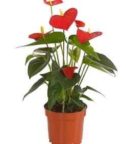 Dehner Große Flamingoblume - Anthurium andreanum, Rot Best