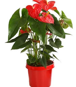 Dehner Große Flamingoblume - Anthurium andreanum, Rot Clearance