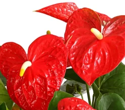 Dehner Große Flamingoblume - Anthurium andreanum, Rot Clearance