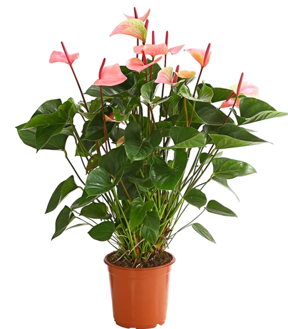 Dehner Große Flamingoblume - Anthurium andreanum 'Summerlove' Discount