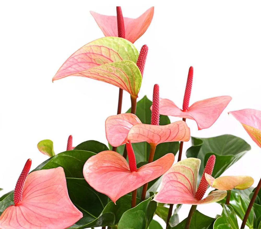 Dehner Große Flamingoblume - Anthurium andreanum 'Summerlove' Discount