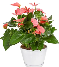 Dehner Große Flamingoblume - Anthurium andreanum,