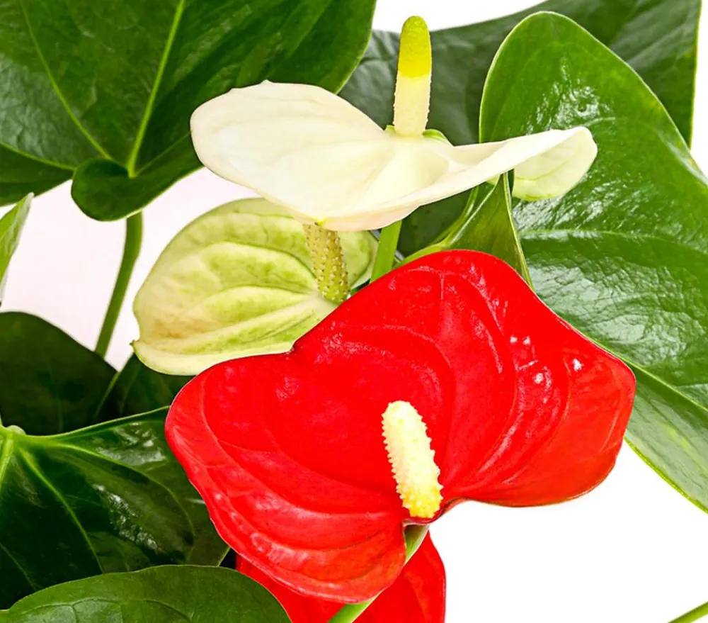 Dehner Große Flamingoblume - Anthurium andreanum 'Frankonien' Discount
