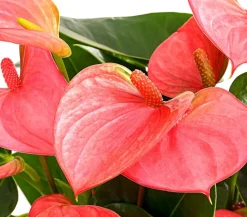 Dehner Einblatt & Flamingoblumen - Große Flamingoblume - Anthurium andreanum,
