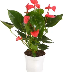 Dehner Einblatt & Flamingoblumen - Große Flamingoblume - Anthurium andreanum,