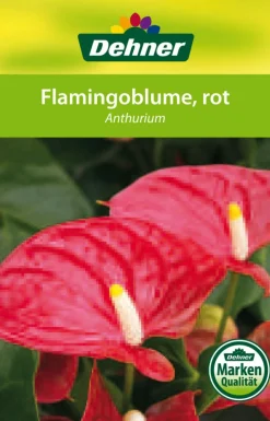 Dehner Einblatt & Flamingoblumen - Große Flamingoblume - Anthurium andreanum 'Frankonien'
