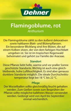 Dehner Einblatt & Flamingoblumen - Große Flamingoblume - Anthurium andreanum 'Frankonien'