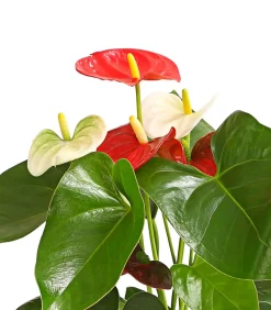 Dehner Einblatt & Flamingoblumen - Große Flamingoblume - Anthurium andreanum 'Frankonien'