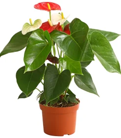 Dehner Einblatt & Flamingoblumen - Große Flamingoblume - Anthurium andreanum 'Frankonien'