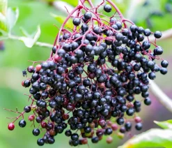 Dehner Nüsse & Besondere Obstbäume|Obstbäume - Großfruchtiger Holunder 'Haschberg' Schwarz
