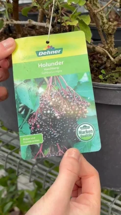 Dehner Nüsse & Besondere Obstbäume|Obstbäume - Großfruchtiger Holunder 'Haschberg' Schwarz
