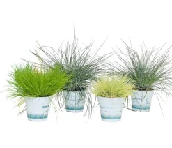 Dehner Gräser|Gräser- & Stauden-Sets - Gräser-Set Gartengräser, 4-teilig Grün
