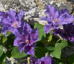 Dehner Clematis|Kletterpflanzen > Guernsey Waldrebe - Clematis 'Baroness Fookes'