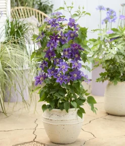 Dehner Clematis|Kletterpflanzen > Guernsey Waldrebe - Clematis 'Baroness Fookes'
