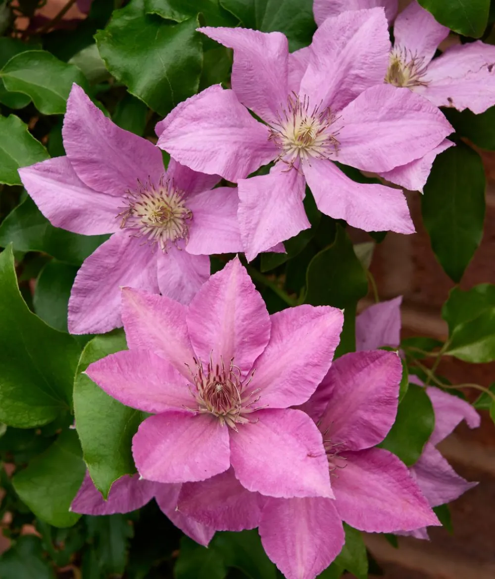 Dehner Clematis|Kletterpflanzen - Guernsey Waldrebe - Clematis 'Bridgewater'
