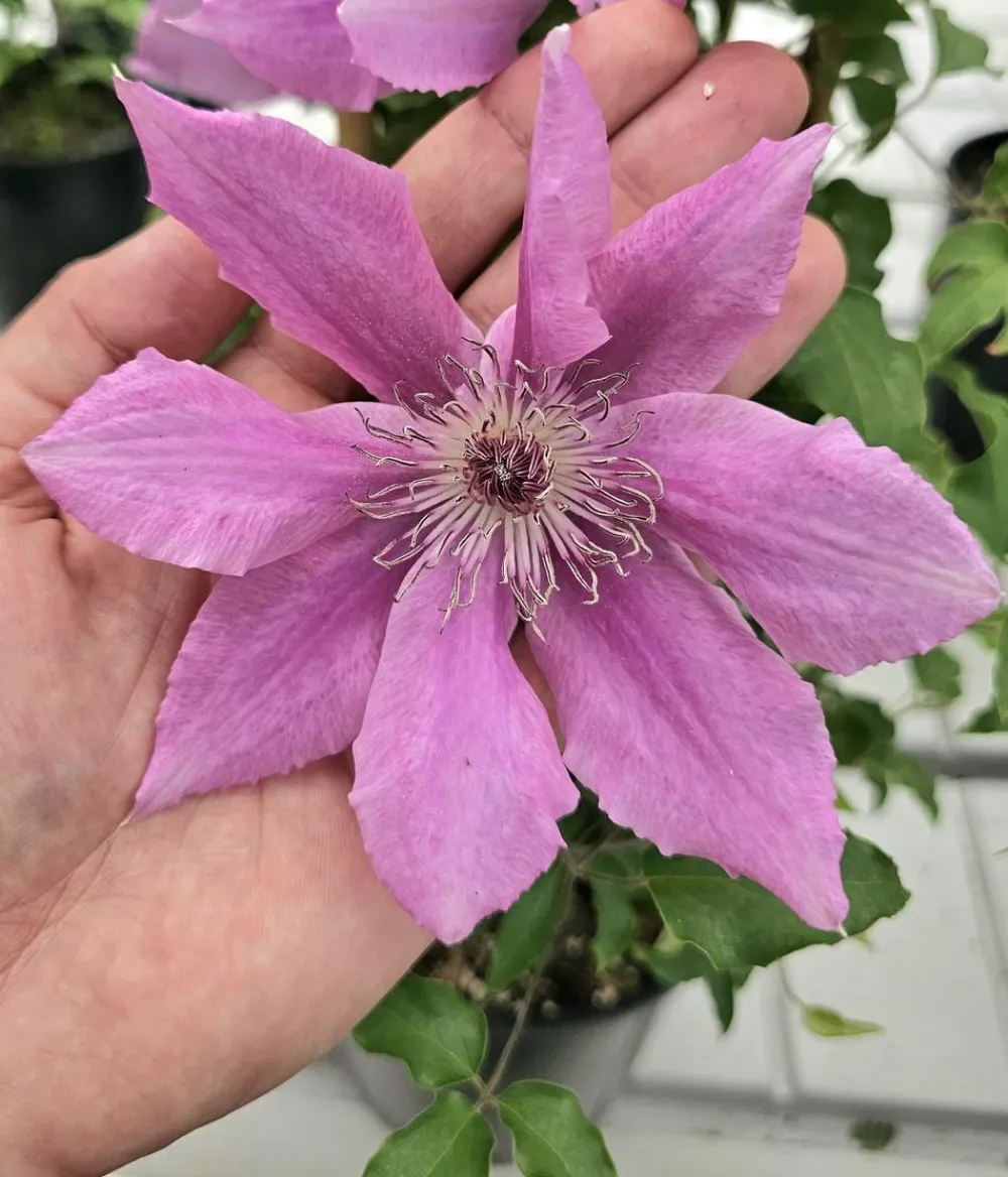 Dehner Clematis|Kletterpflanzen - Guernsey Waldrebe - Clematis 'Bridgewater'