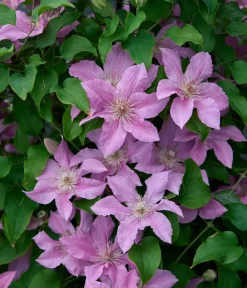 Dehner Clematis|Kletterpflanzen - Guernsey Waldrebe - Clematis 'Bridgewater'