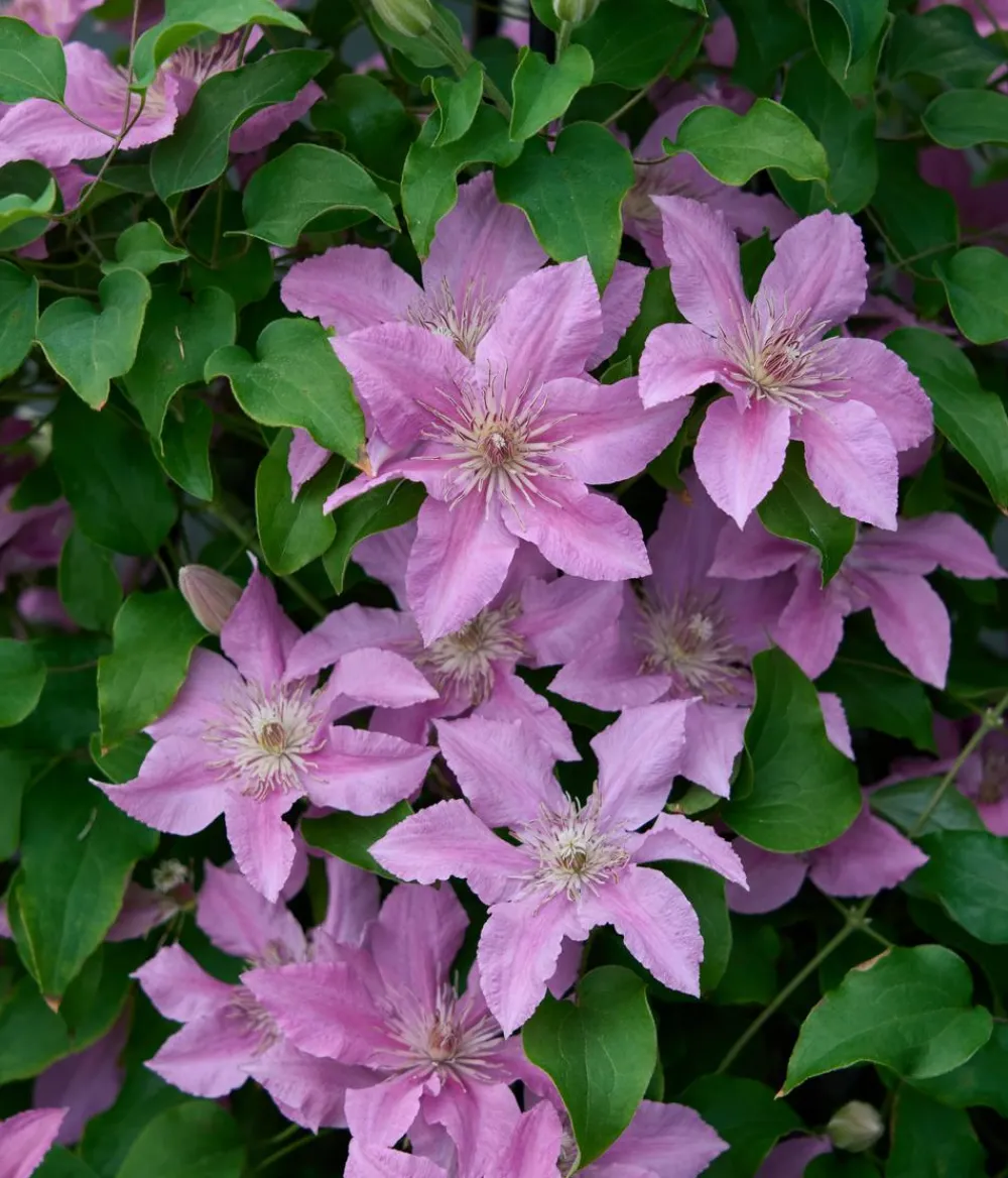 Dehner Clematis|Kletterpflanzen - Guernsey Waldrebe - Clematis 'Bridgewater'