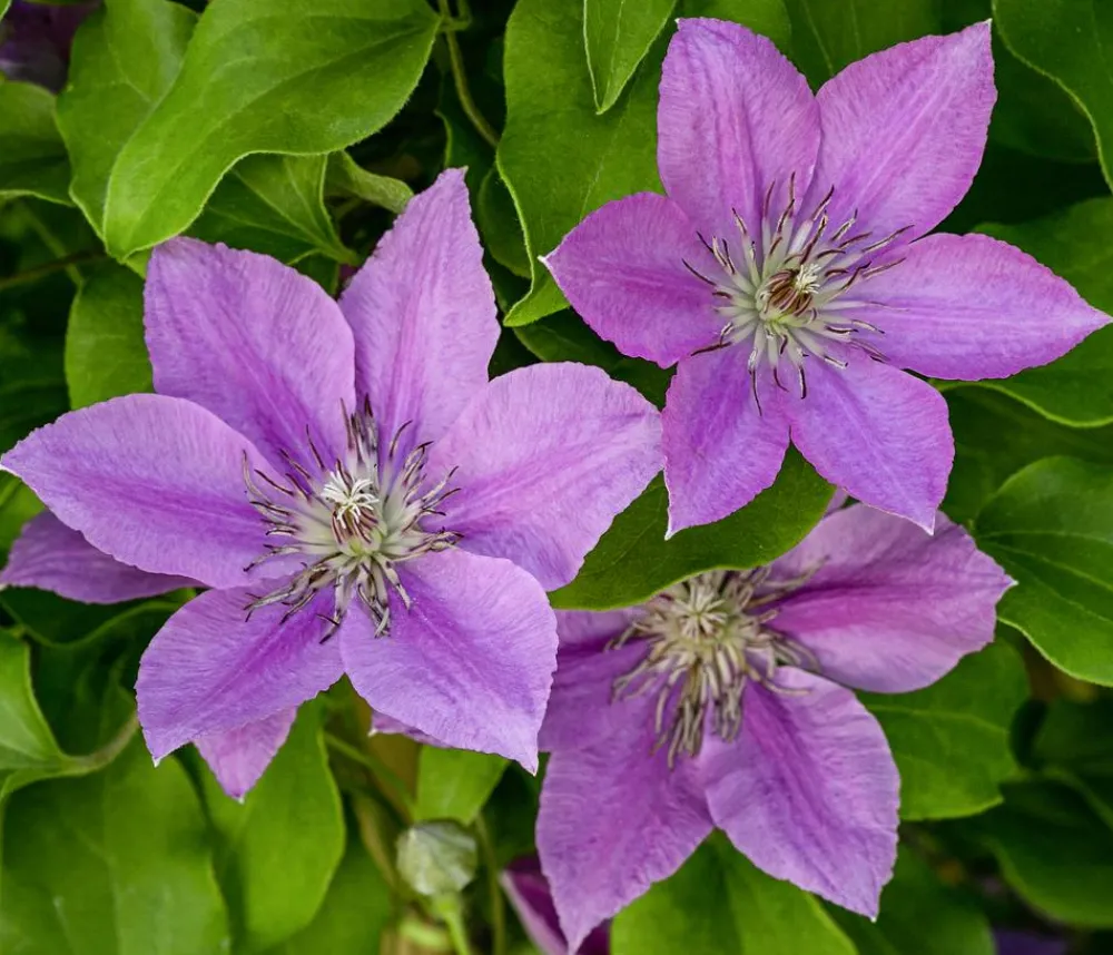 Dehner Clematis|Kletterpflanzen - Guernsey Waldrebe - Clematis 'Bridgewater'