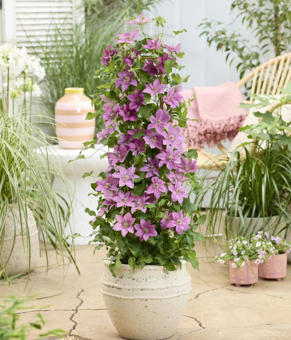 Dehner Clematis|Kletterpflanzen - Guernsey Waldrebe - Clematis 'Bridgewater'
