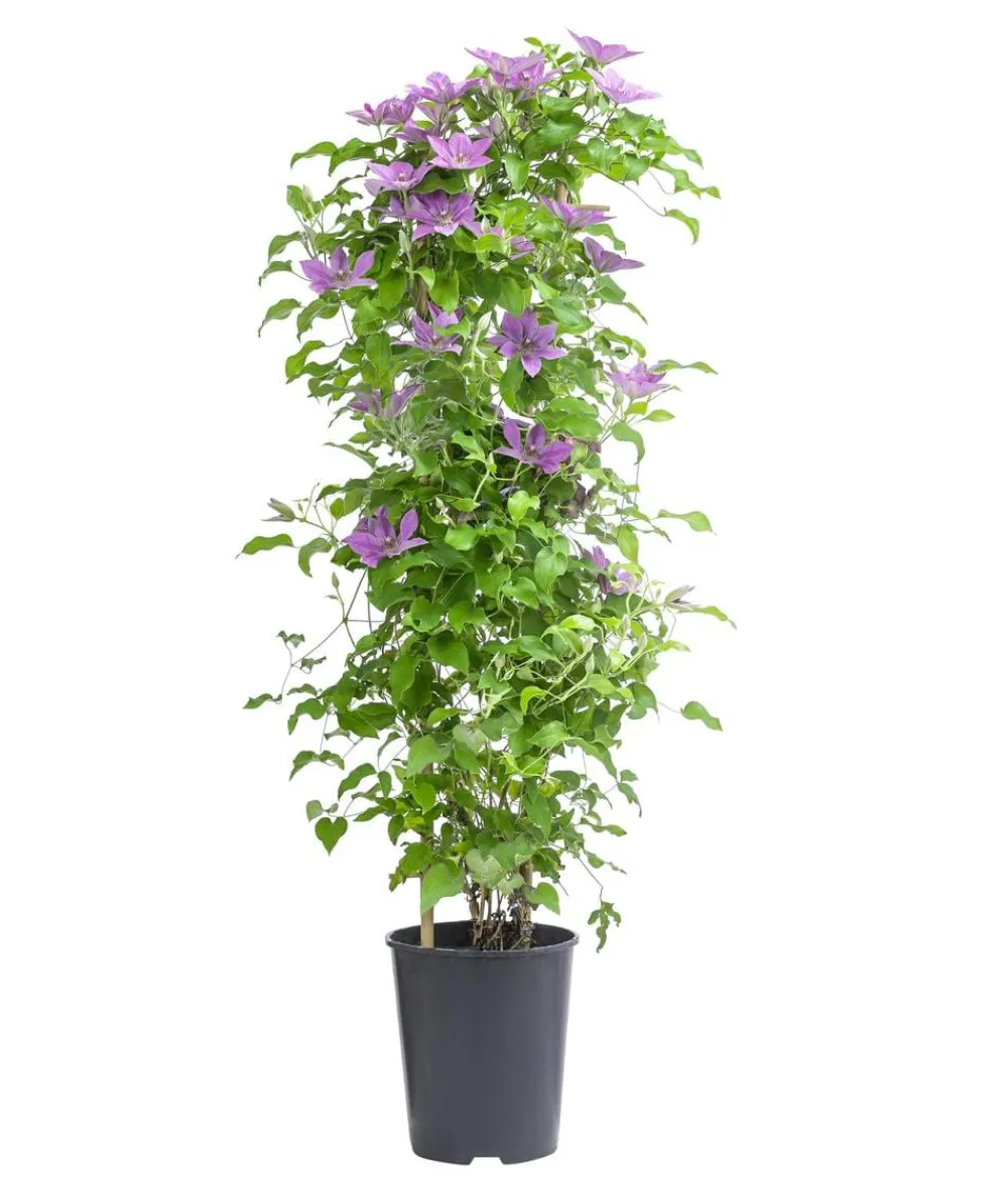 Dehner Clematis|Kletterpflanzen - Guernsey Waldrebe - Clematis 'Bridgewater'