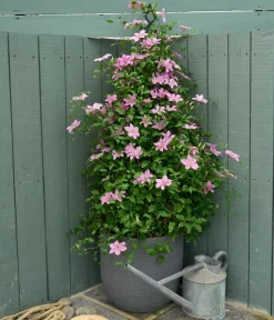 Dehner Clematis|Kletterpflanzen - Guernsey Waldrebe - Clematis 'Bridgewater'