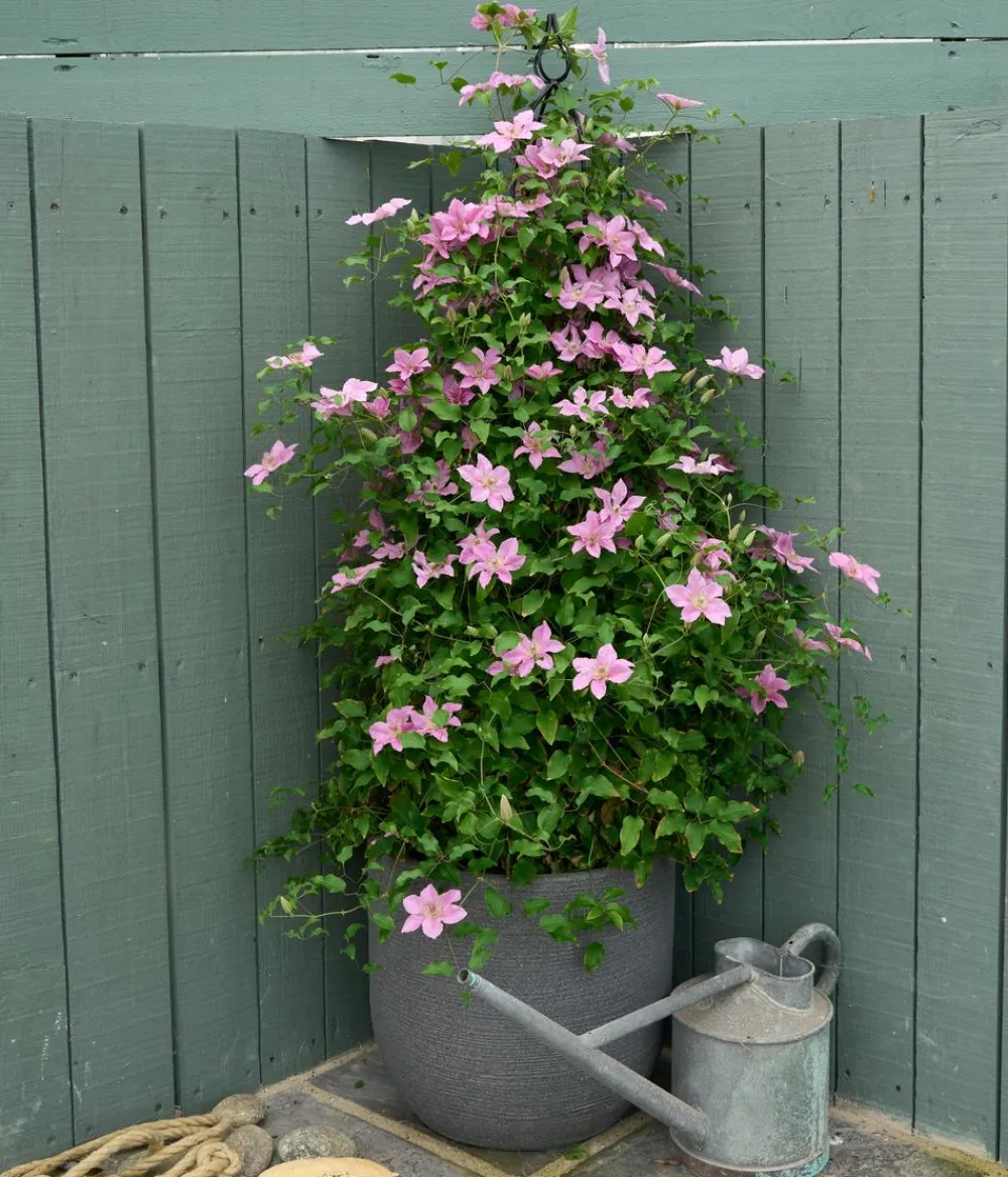 Dehner Clematis|Kletterpflanzen - Guernsey Waldrebe - Clematis 'Bridgewater'
