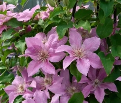 Dehner Clematis|Kletterpflanzen - Guernsey Waldrebe - Clematis 'Bridgewater'
