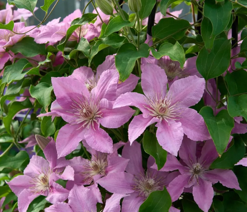 Dehner Clematis|Kletterpflanzen - Guernsey Waldrebe - Clematis 'Bridgewater'