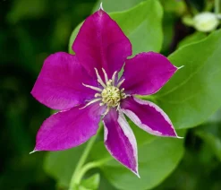 Dehner Guernsey Waldrebe - Clematis 'Elpis' Rot Hot